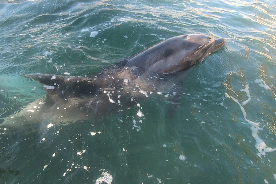 Дельфин в море. фото ТЭФ Визит