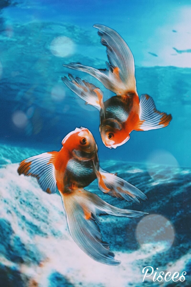 Зодиак Рыбки