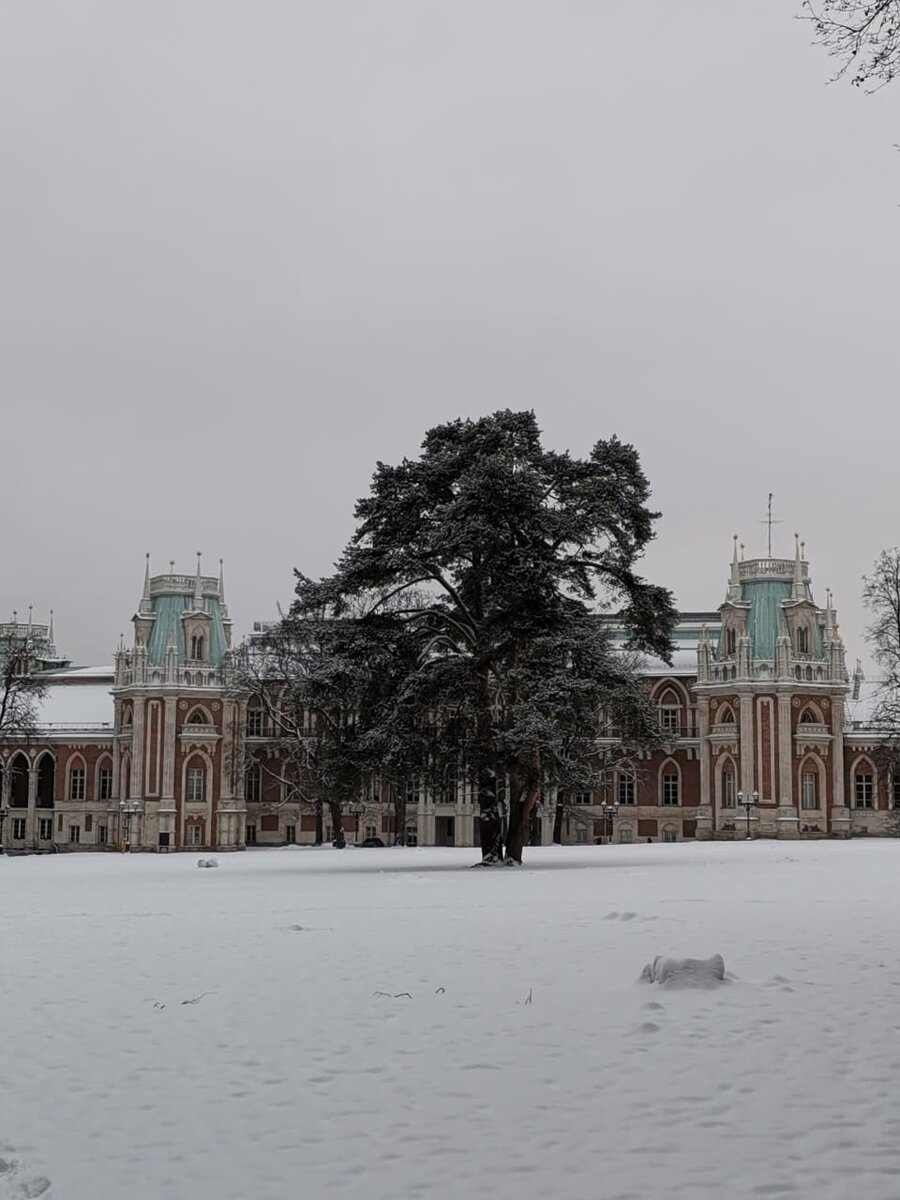 Хвойное дерево в усадьбе Царицыно