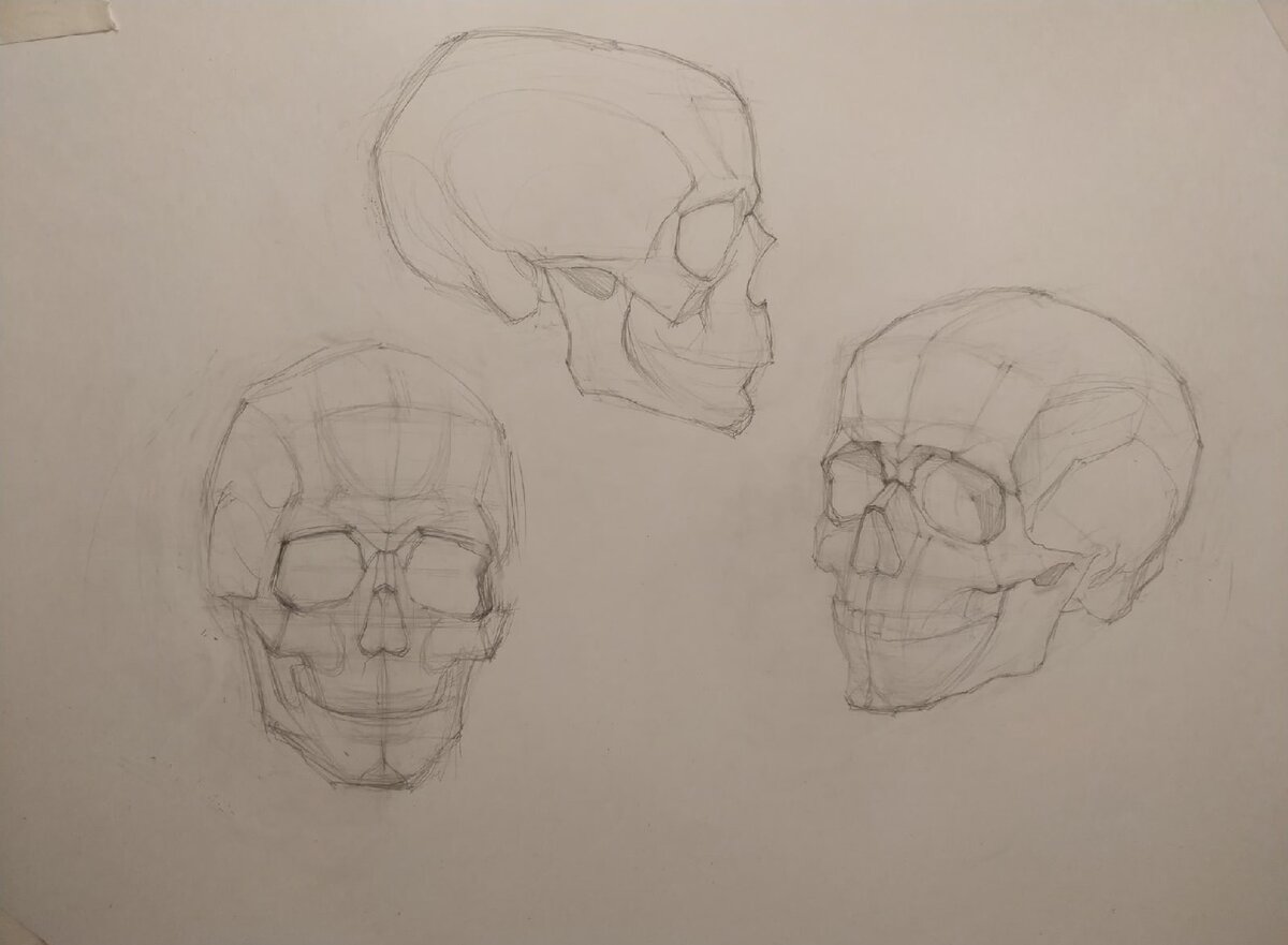 Показываю, как нарисовать череп в трех ракурсах поэтапно. | Мастерская  художника | Дзен