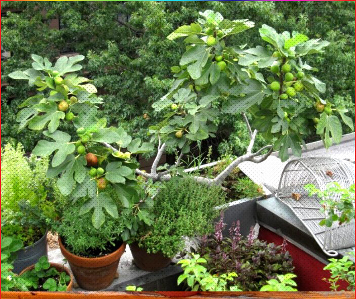 на лето выношу на балкон все растения, которые можно выексти:)