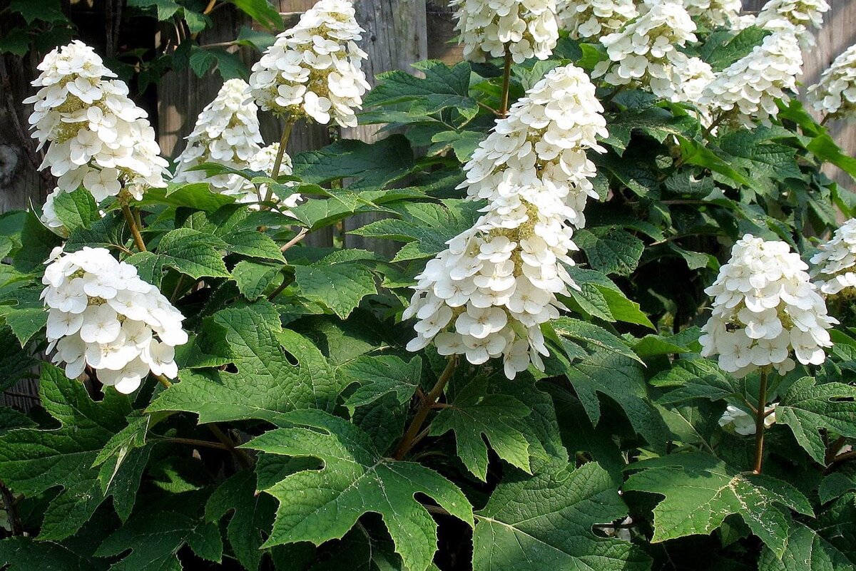 Гортензия дуболистная (Hydrangea quercifolia)