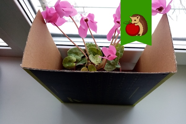 Коробка на подоконнике - настоящая находка для комнатных цветов. Для чего нужна и к каким растениям ставлю?1