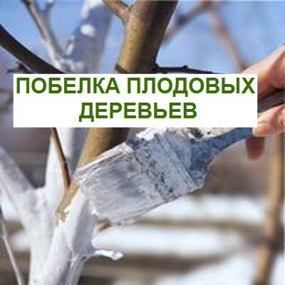 побелка плодовых деревьев