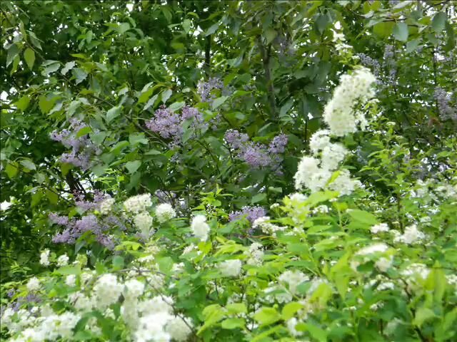 Фото автора. Весеннее буйство цветов.