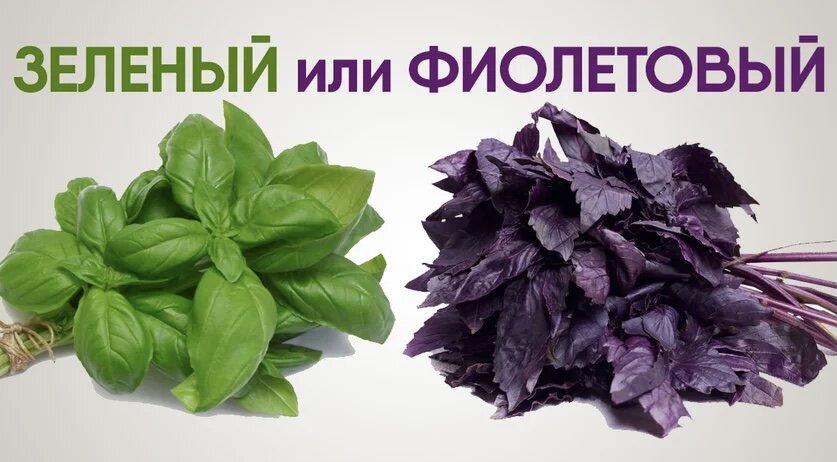 Какой базилик выбрать: зеленый или фиолетовый. Ты удивишься, когда узнаешь, что скрывают эти душистые листья!