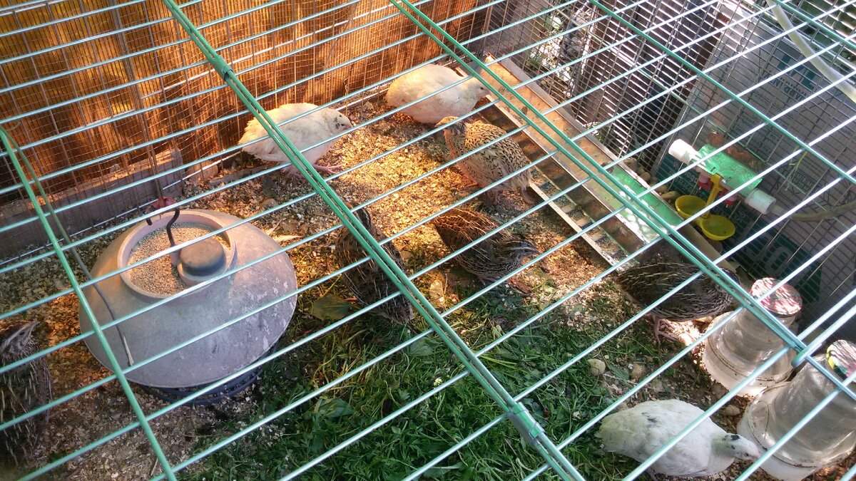 Светло и просторно, когда было жарко мы создавали им тень