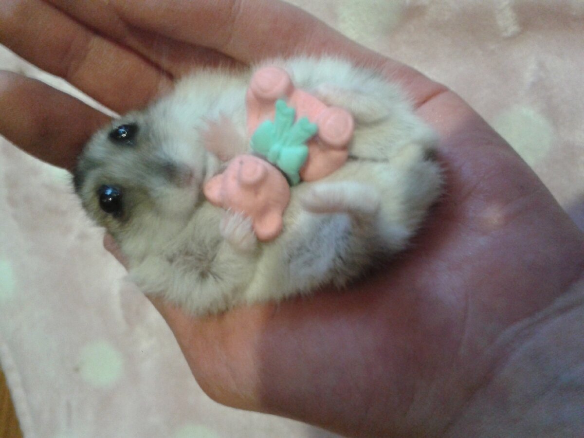 мой милый хомка