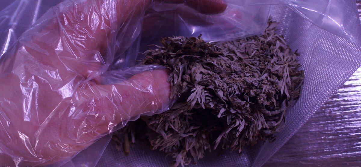 Свежая полынь, упакованная в вакуумный пакет. Выдержка 8 месяцев при +10℃