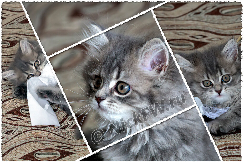 © «Фото.дзен - NickFW.ru»