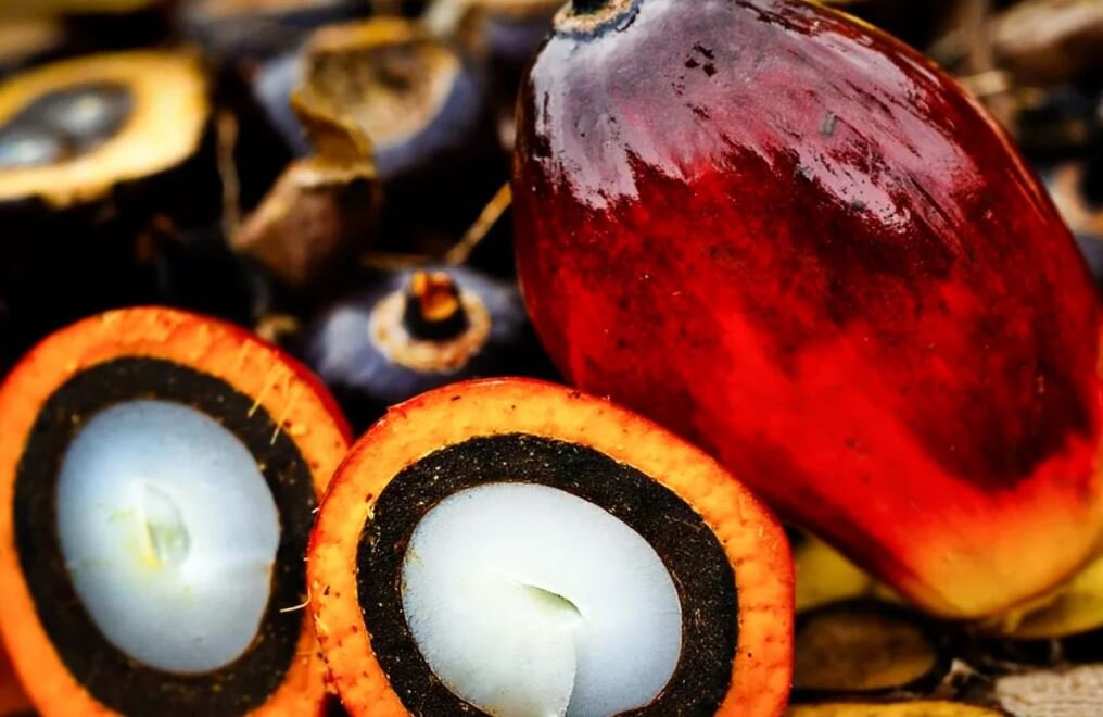 Плоды пальмы