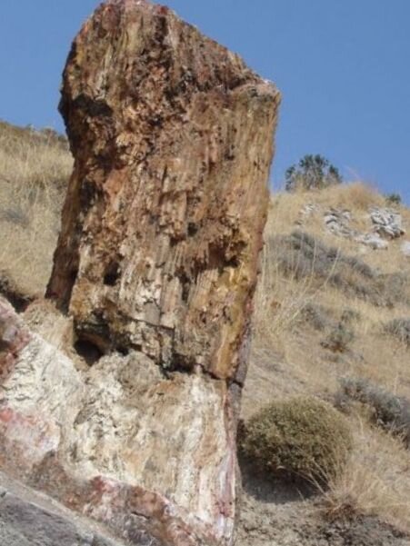 Каменные деревья острова Лесбос. Фото отсюда-https://www.grekomania.ru/attractions/nature/2516-petrified-forest-lesbos