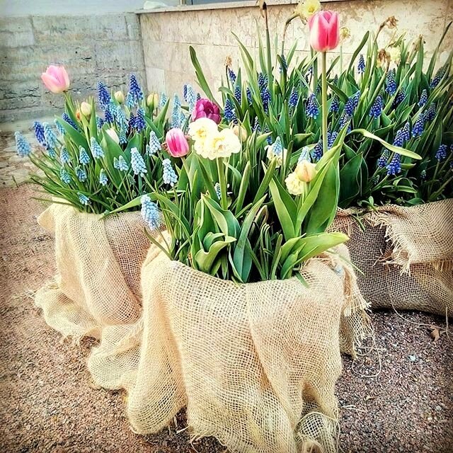 Я согласна! Пусть нам дарят цветы даже в ведрах и горшках. Ключевое здесь - дарят! Фото автора