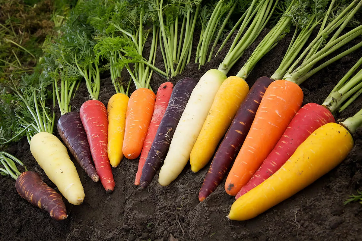 Преимущества употребления цветной моркови