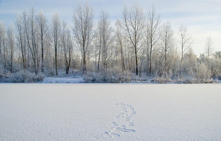 Климат в большей части Сибири континентальный, так что зимы тут суровые и холодные