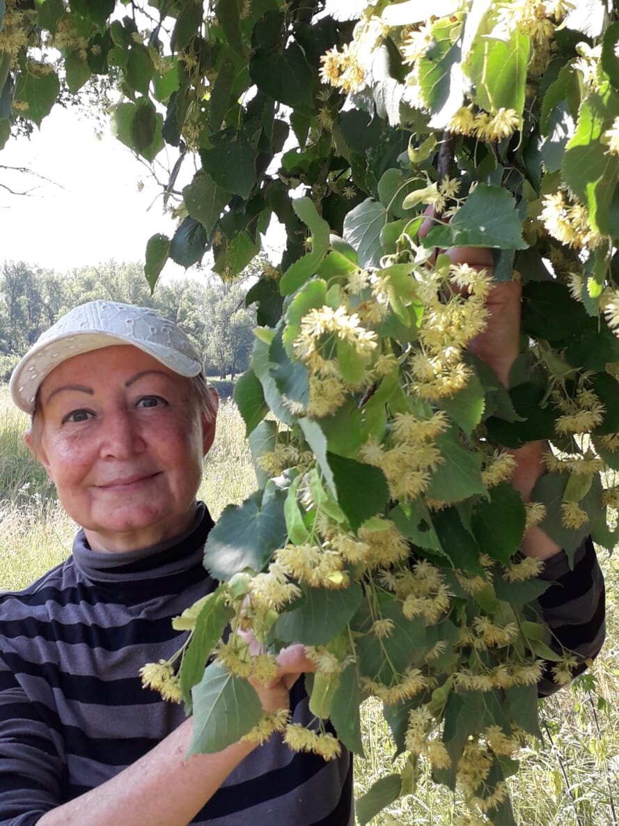 ФОТО  АВТОРА  НА  СБОРКЕ  ЦВЕТА    ЛИПЫ.   ЧАЙ  ИЗУМИТЕЛЬНО  АРОМАТНЫЙ И ПОЛЕЗНЫЙ.