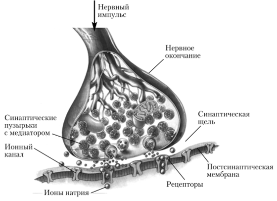 Синапсы синаптическая передача. Нервно-мышечный синапс рисунок. Механизм синаптической передачи в нервно-мышечном синапсе. Передача нервного импульса через синапс рисунок. Строение синапса и передача нервного импульса.