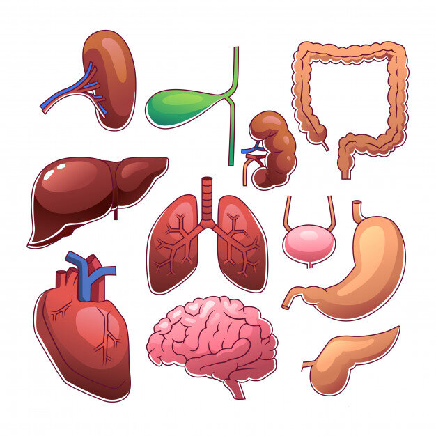 Многие из этих органов можно удалить...