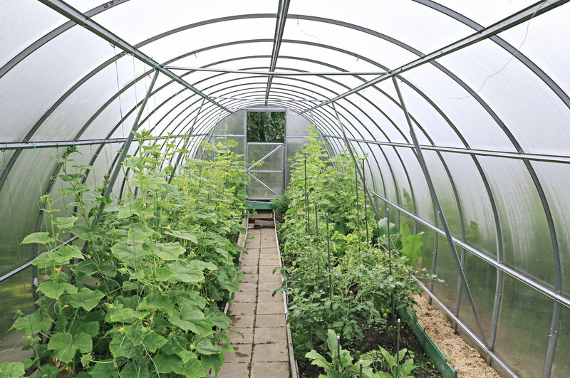 Огурцы. (Фото используется по стандартной лицензии ©ogorodnye-shpargalki.ru)