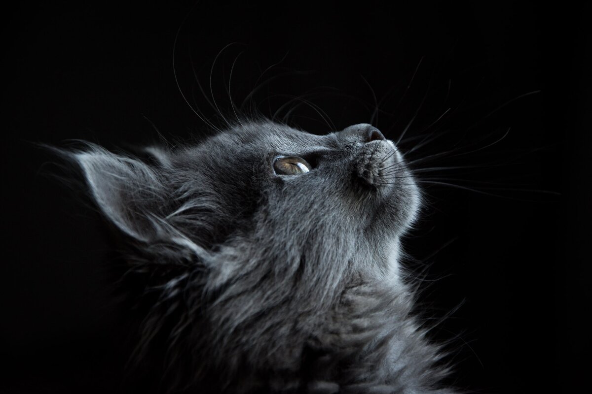 Кошка.