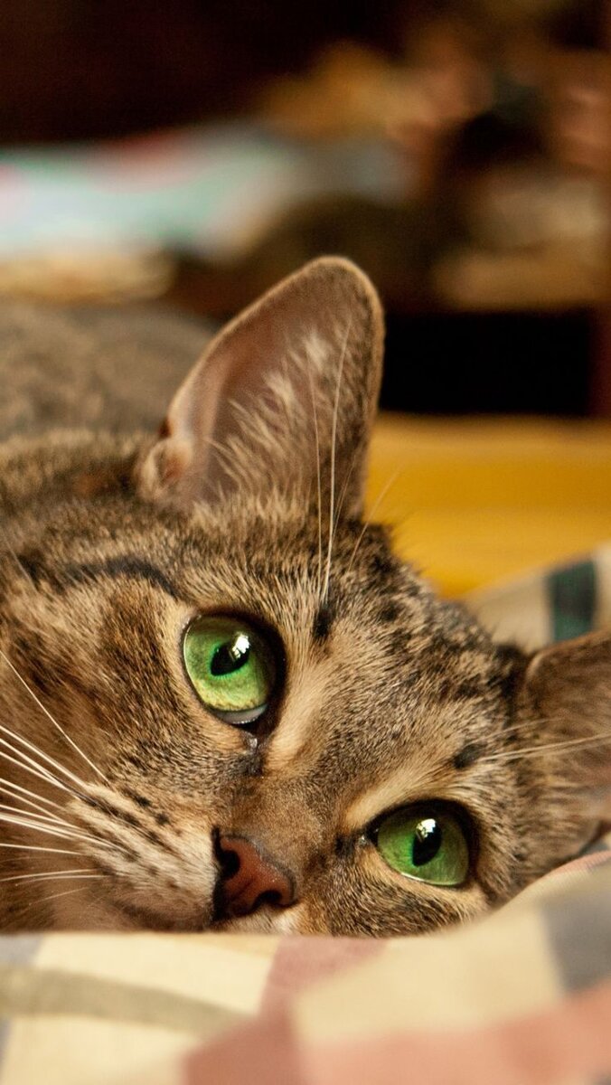 Фото из яндекс 