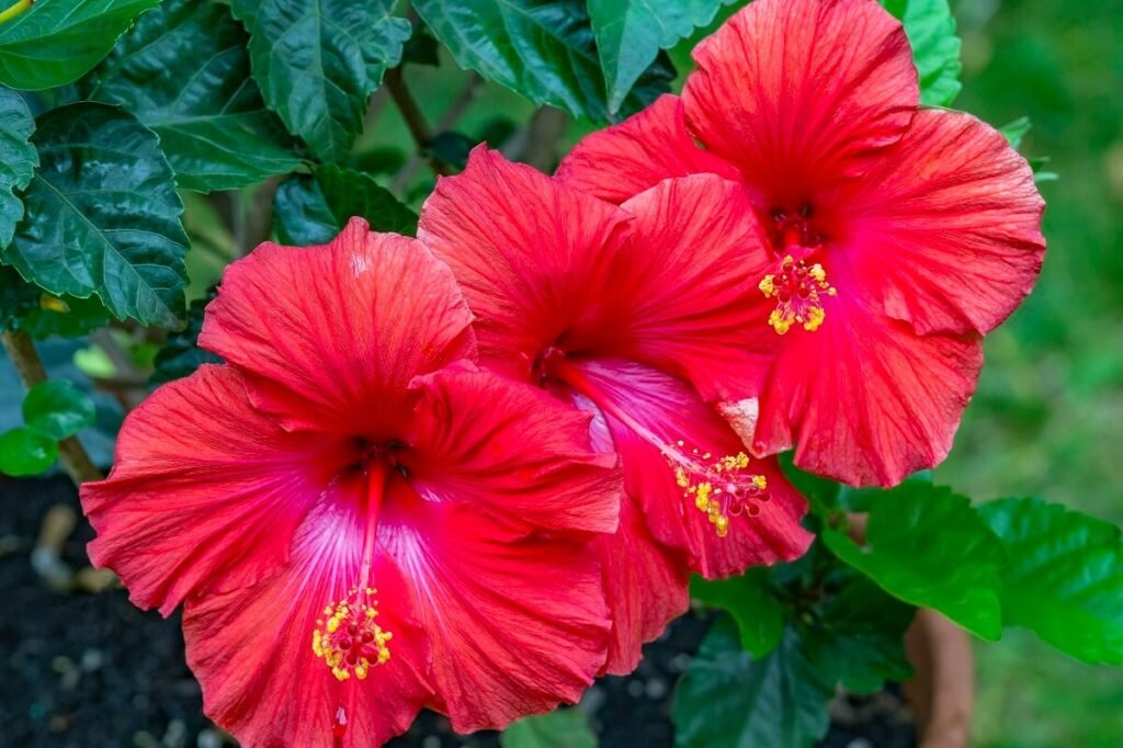 Этот необыкновенный цветок гибискус.