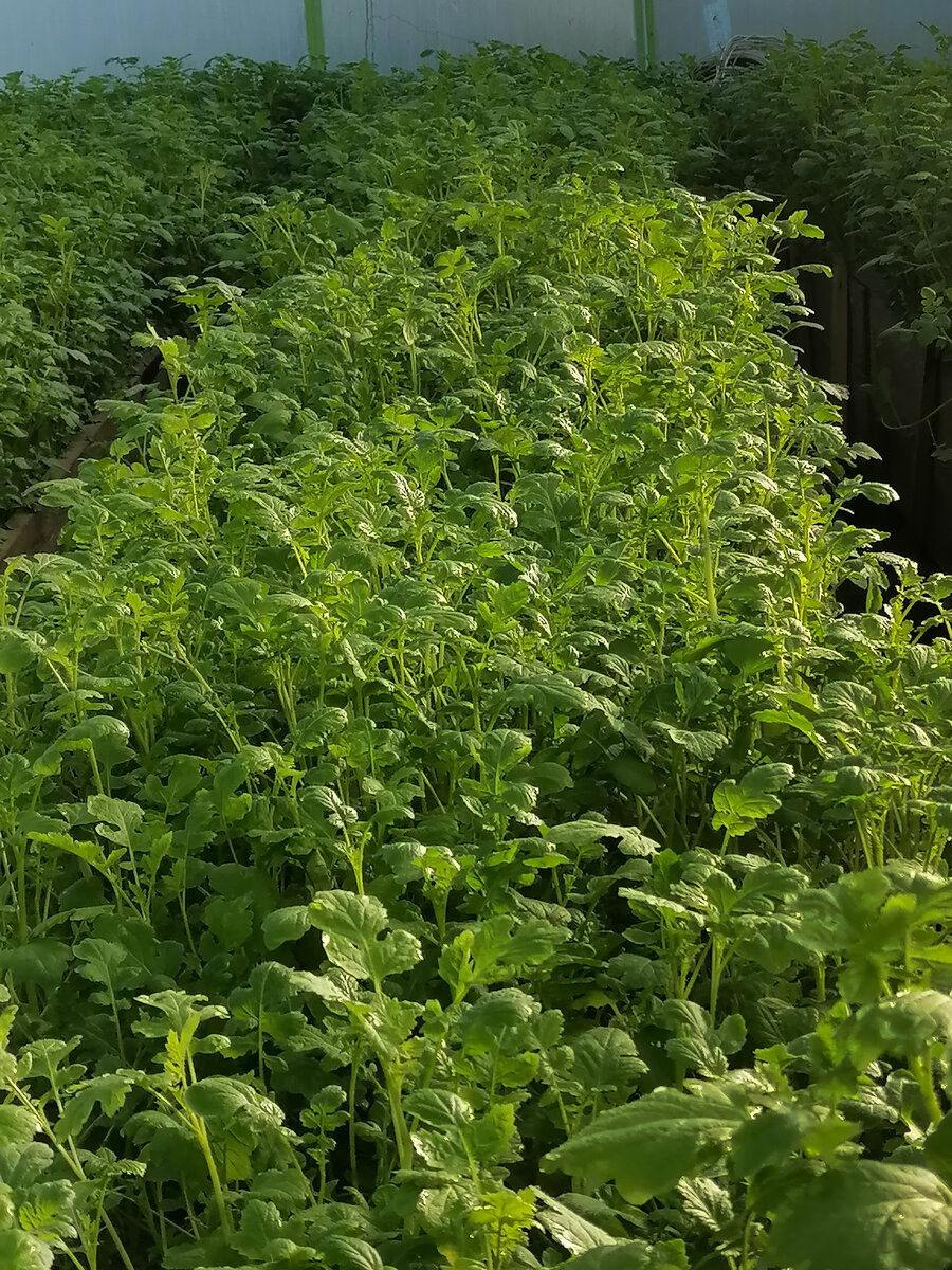 Зеленый ковер из белой горчицы в моей теплице. Октябрь 2020 года.