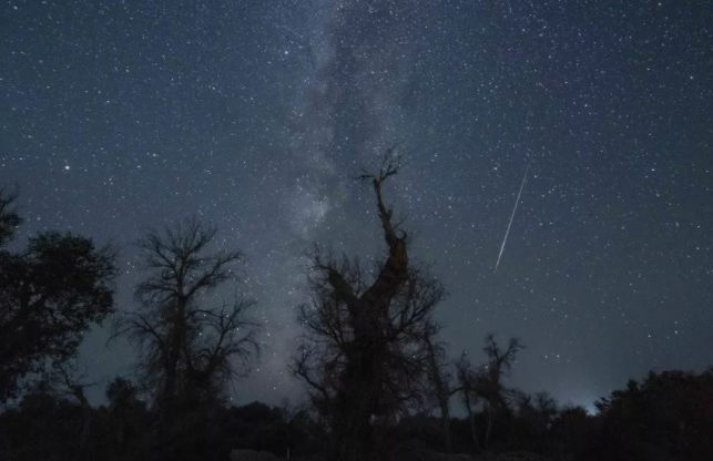 Метеор Персеиды над тополями китайской пустыни в Корле, 12 августа 2021 года