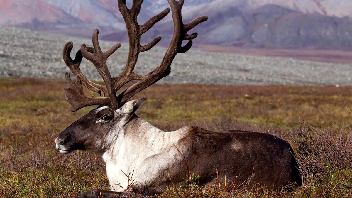 Но всё же в плане пропитания они всем вышеперечисленным продуктам севера, предпочтут грибы.