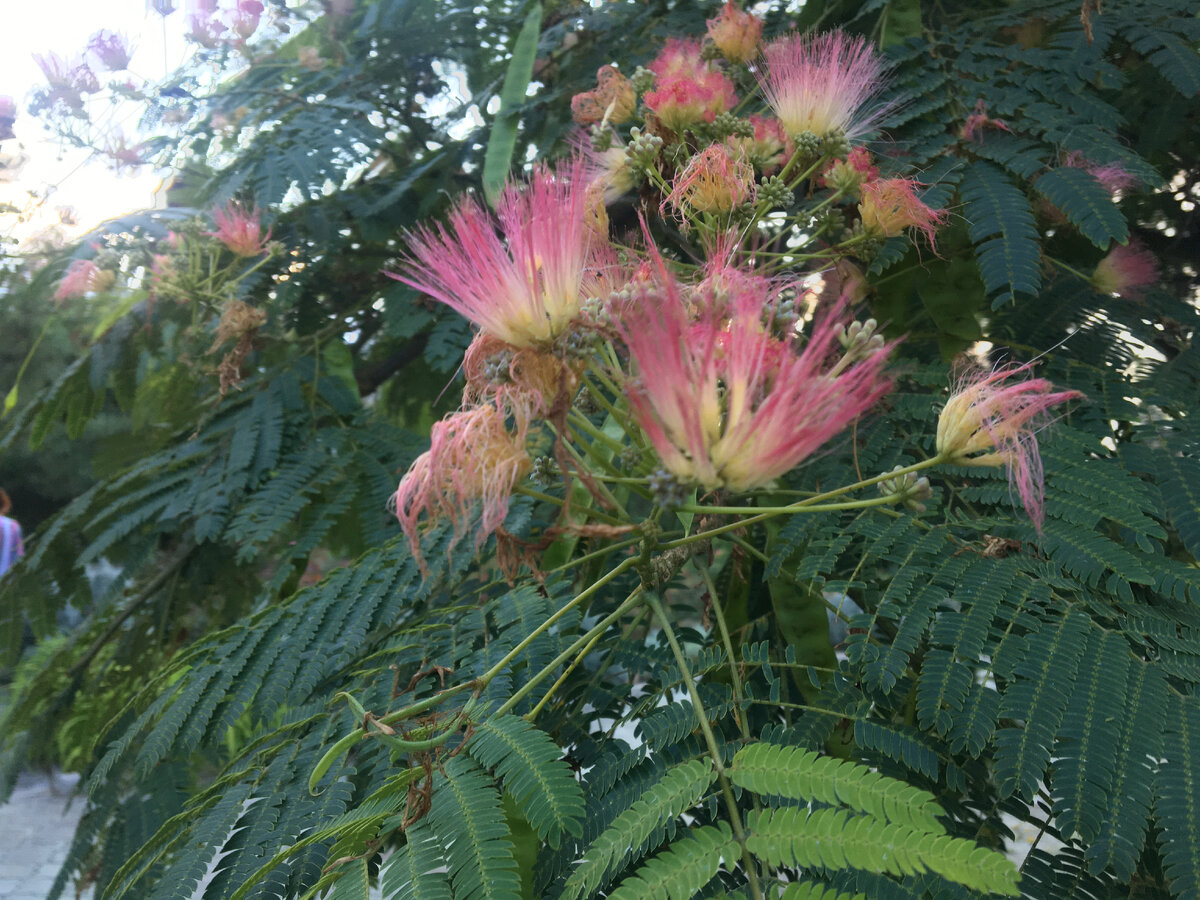 Красоту - в мир!