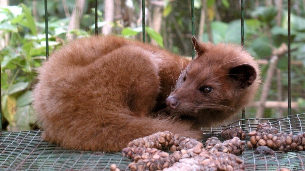 Кошки едят кофейные зерна