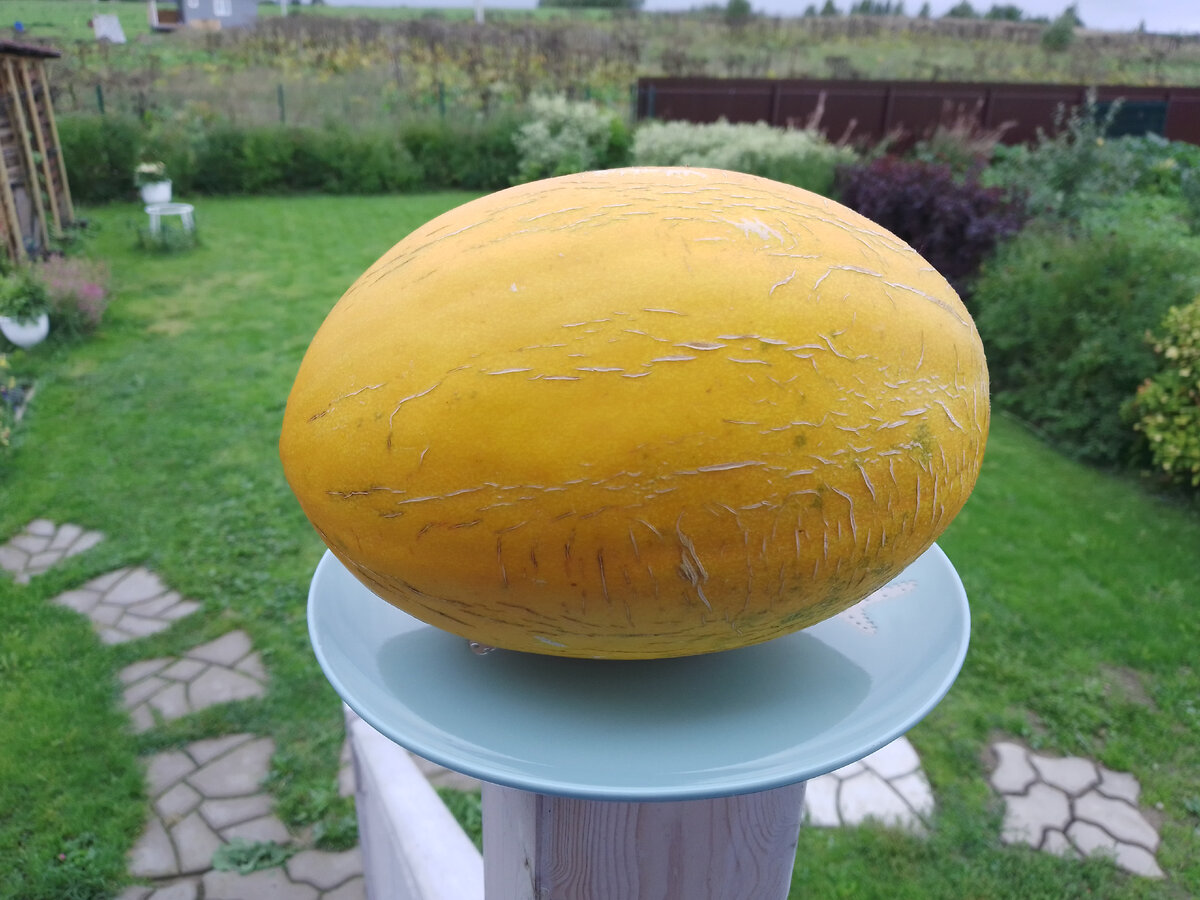 Дыня Мирон, 27 августа 2021