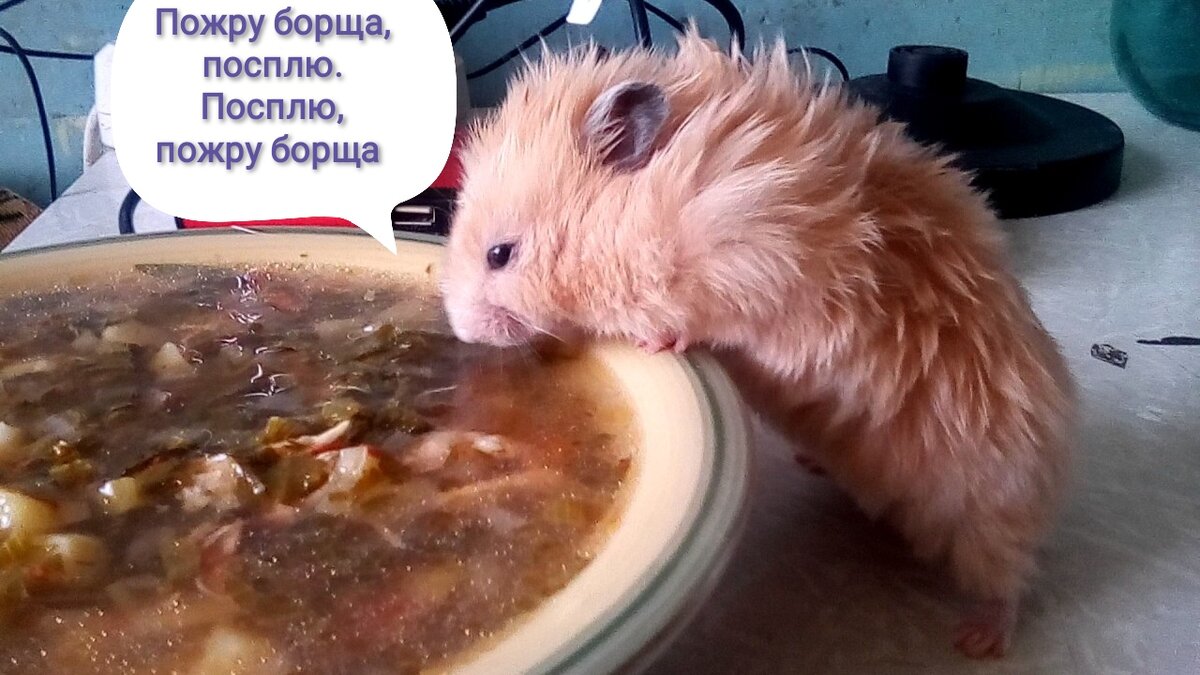 Реальная жизнь российского хомяка на пенсии 