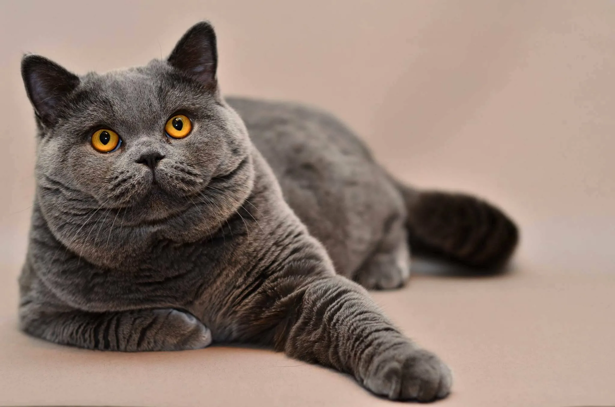 British shorthair. Британец кот. Кот британец короткошерстный. Британская короткошерстная. Британская кошка короткошерстная «Олений».