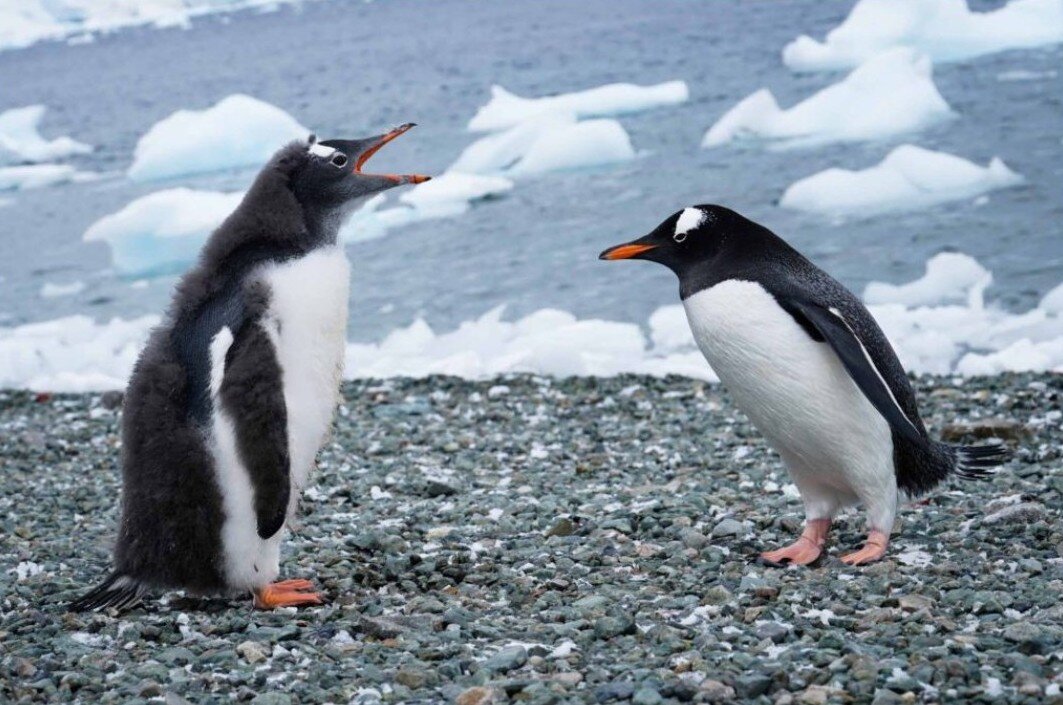 Пингвины общаются