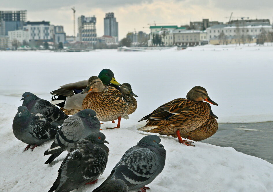 Птицы в городе москва фото