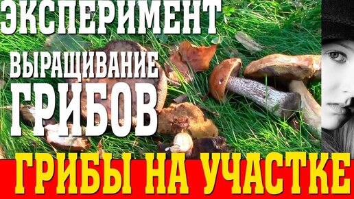 Способы выращивания белых грибов