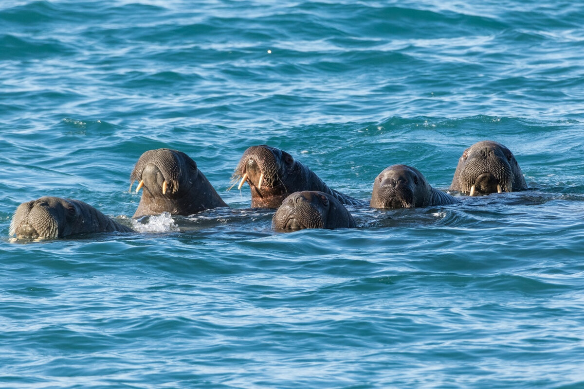 День моржа 24 ноября картинки