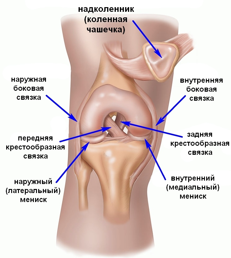 Сухожилие надколенника