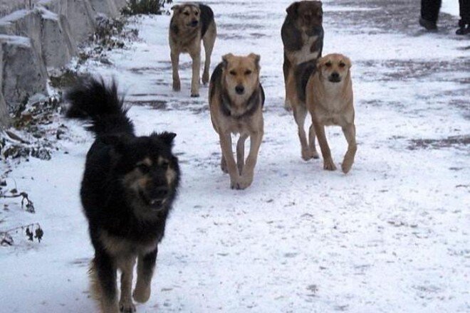 Долой догхантеров! (фото из открытой печати).