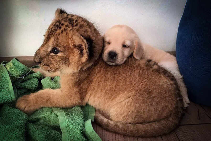 Крошечная Эльза была живой грелкой для Фортиса. Фото из  архива Ивушкиных