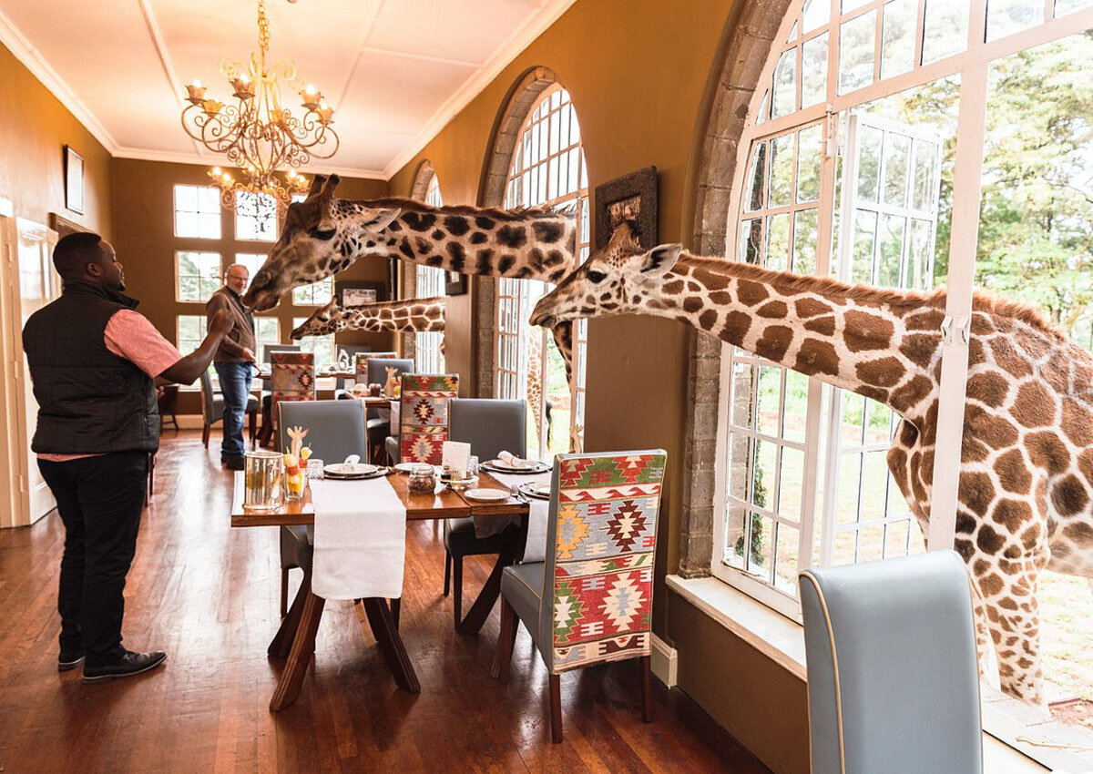 Жирафы не стесняются просовывать свои длинные шеи в окна и требовать еды