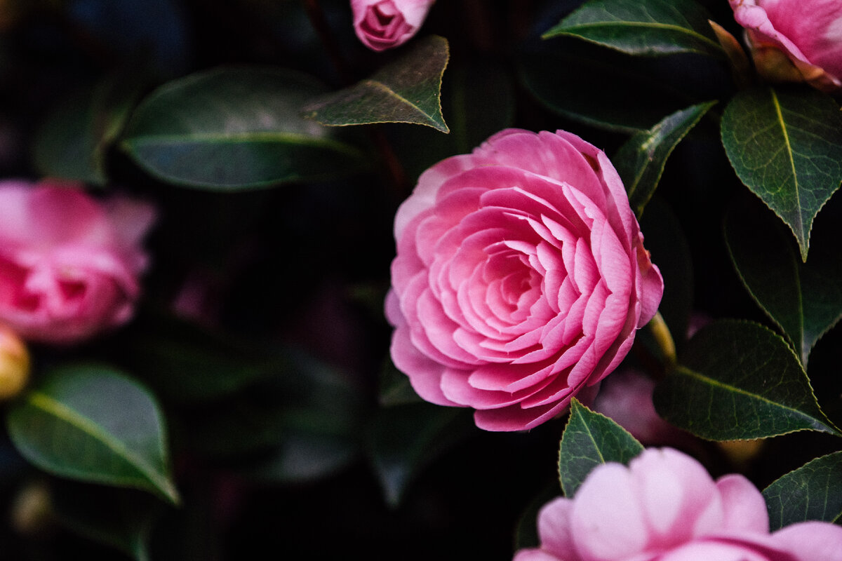 Photo by Edward Howell on Unsplash