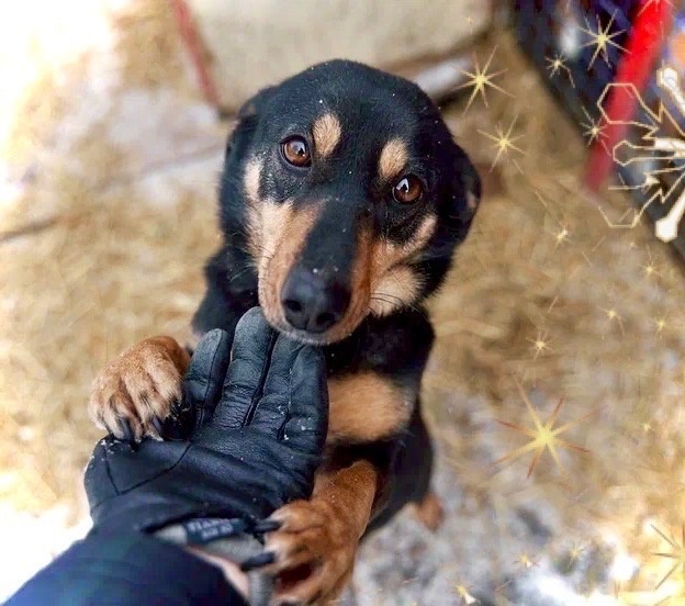 Собачка по имени Веста 