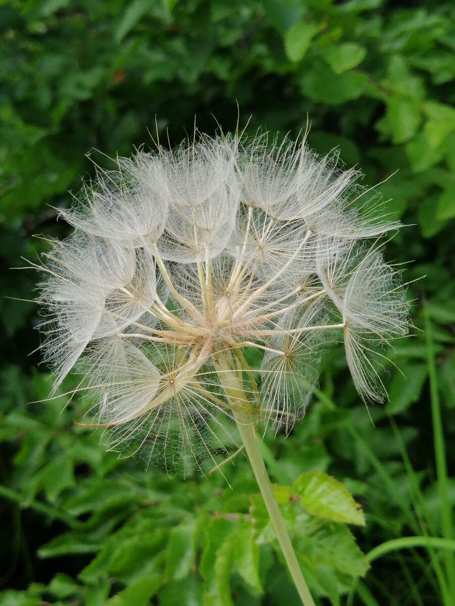 За 14 недель могла бы и заставку для рубрики придумать 😁😁 но нет... Пусть этот одуванчик будет символом сбычи мечт!