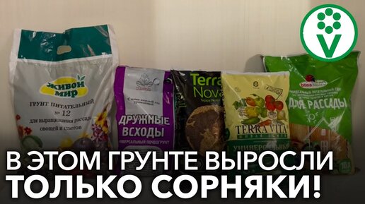 Больше никогда не куплю этот грунт для рассады! Выросли только сорняки