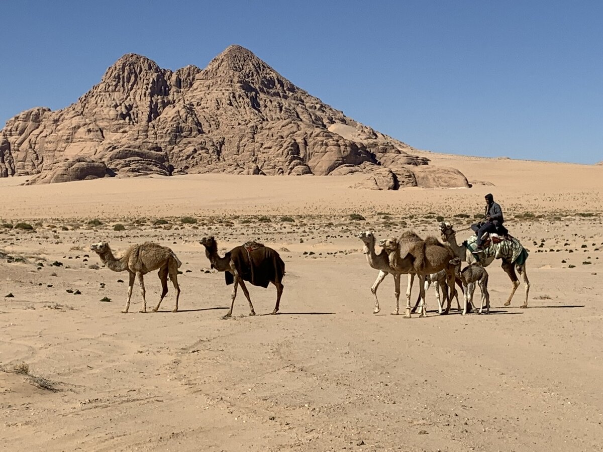 Погонщик верблюдов в пустыне Вади Рам. Фото автора 