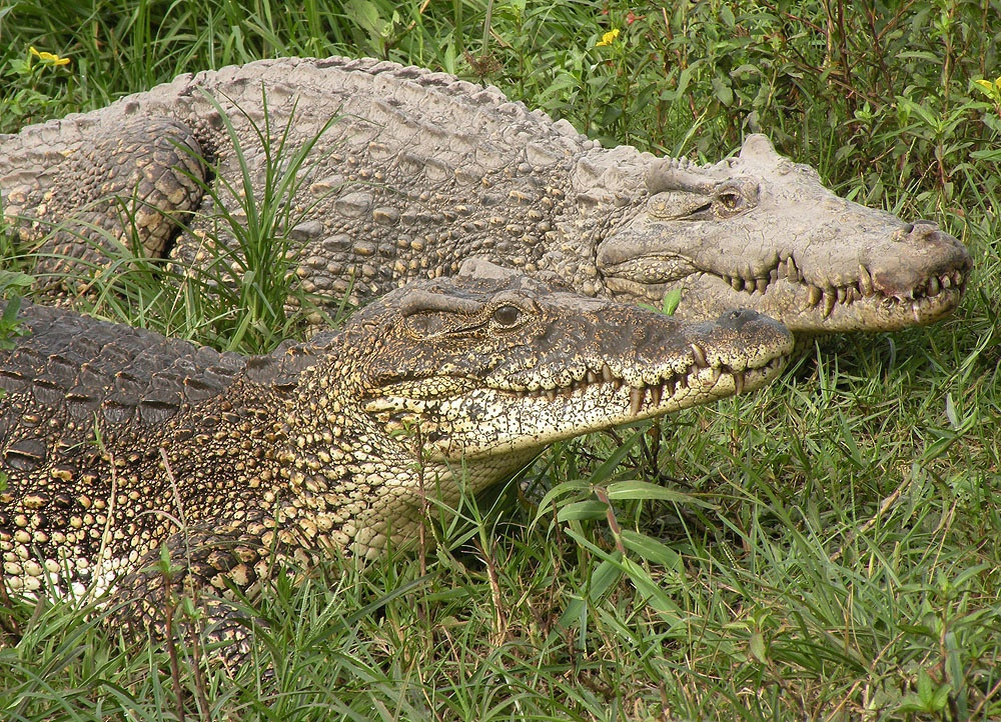 Кубинский крокодил размеры. Кубинский крокодил. кубинский крокодил фото. crocodylus rhombifer размер детеныша.
