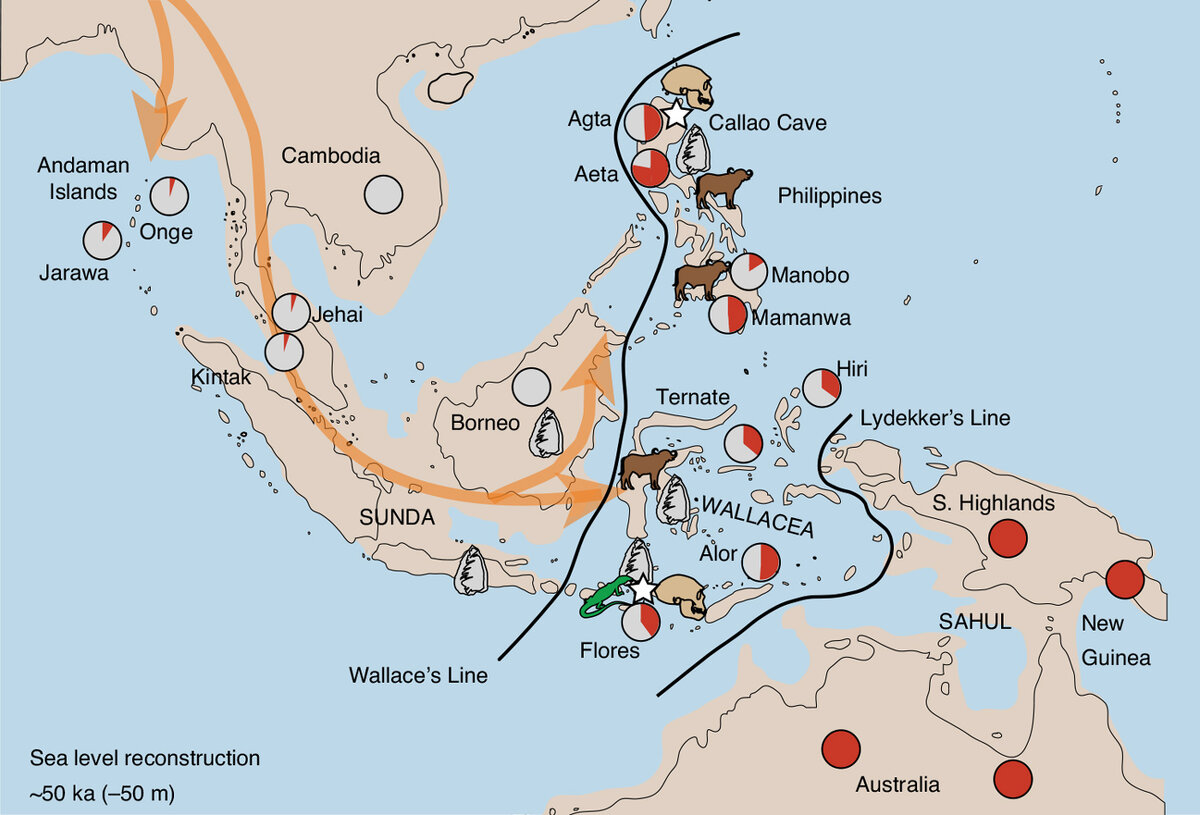 Из статьи «В геномах жителей островов Юго-Восточной Азии нет иных примесей, кроме неандертальских и денисовских»  с сайта elementy.ru 
