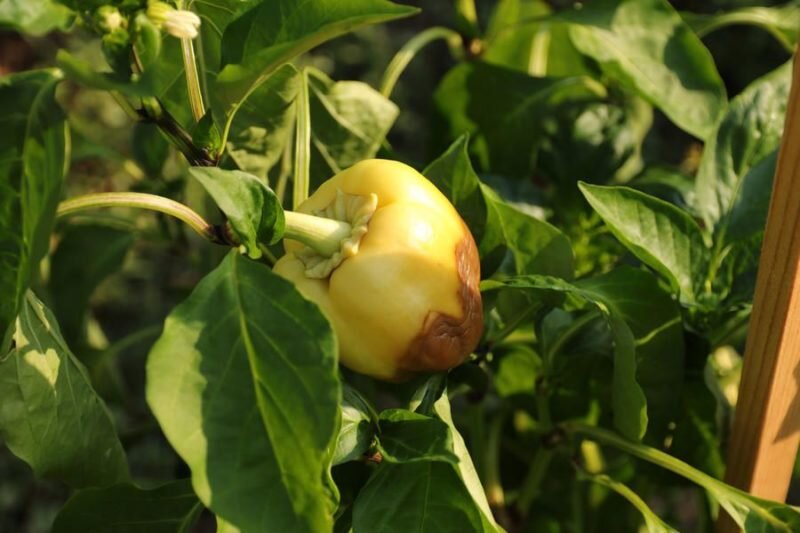 Вершинная гниль — перец